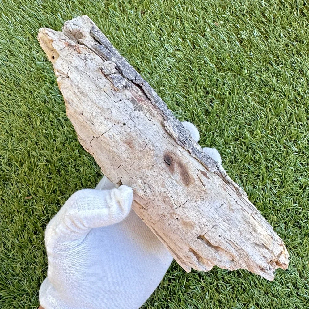 2 Natural Driftwood Pieces California Coast Rustic Beach Decor Aquarium Art